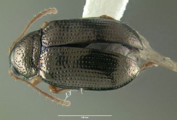 Media type: image;   Entomology 613284 Aspect: habitus dorsal view